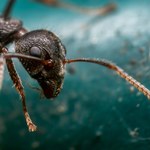 Nowoodkryta skamielina królowej mrówek może wywrócić obowiązującą do tej pory hipotezę