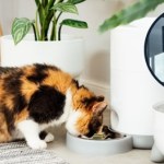 Nowość w Lidlu! Automatyczny dozownik karmy dla Twojego pupila