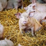 Teksas Nowotwory w pobliżu ferm przemysłowych. Nowe dane nie zostawiają złudzeń