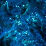 Nowozelandzka jaskinia świeci blaskiem niezwykłych owadów