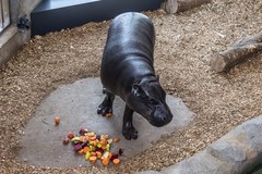 Nowy dom dla krakowskich hipopotamów 