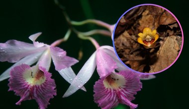 Nowy gatunek bezlistnej orchidei. Wygląda jak żółty szafir