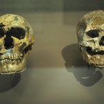 Nowy gatunek hominida odkryty dzięki badaniom DNA