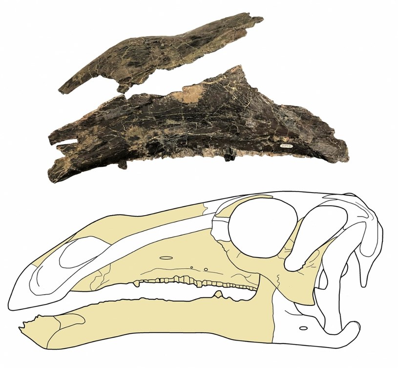 Nowy gatunek Iguanodona miał więcej zębów od pozostałych /Cover Images /East News