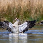 Nowy gatunek inwazyjny zdobywa Polskę. Zagrożone są m.in. nasze bociany