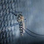 Nowy gatunek komara odkryty w USA. Pytanie, jakie choroby przenosi