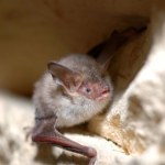 Nowy gatunek nietoperza pod Warszawą. "Jeden z najrzadszych"