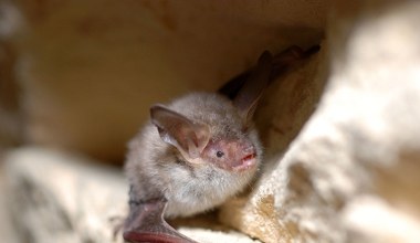 Nowy gatunek nietoperza pod Warszawą. "Jeden z najrzadszych"