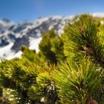 Nowy gatunek odkryty w polskich Tatrach. Sukces naukowców z Krakowa