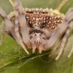 Nowy gatunek pająka robi ofiary w balona. Nazwano go na cześć Polaka