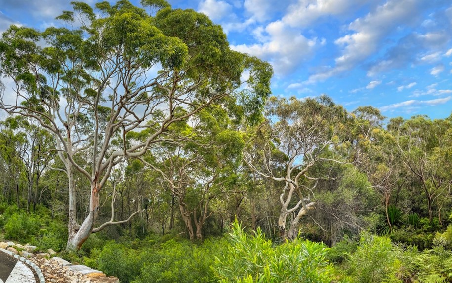 Nowy gatunek pająka występuje w stanach Queensland i Nowej Południowej Walii, a szczególnie w okolicach Sydney /Shutterstock