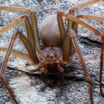 Nowy gatunek pająka z jadem nekrotycznym
