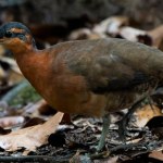 Nowy gatunek ptaka odkryty w Amazonii. Oby nie podzielił losu Dodo