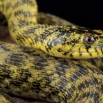 Nowy gatunek tylko w jednym miejscu w Polsce? Rzekomo wyginął, ale znów można go spotkać