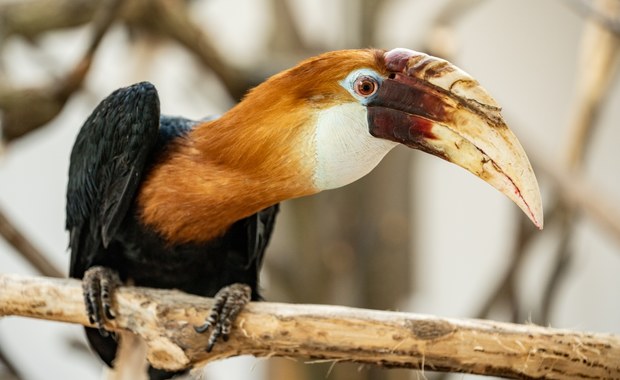 Nowy gatunek we wrocławskim zoo. To dzioborożce karbodziobe