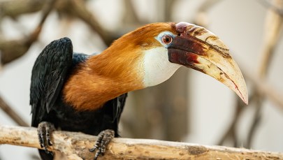 Nowy gatunek we wrocławskim zoo. To dzioborożce karbodziobe