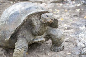 Nowy gatunek żółwia odkryto na Wyspach Galapagos