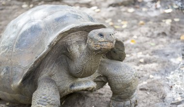 Nowy gatunek żółwia odkryto na Wyspach Galapagos