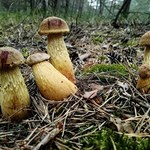 Nowy grzyb pojawił się w lasach. Polacy zacierają ręce, naukowcy się niepokoją