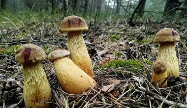 Nowy grzyb pojawił się w lasach. Polacy zacierają ręce, naukowcy się niepokoją
