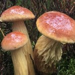 Nowy grzyb robi furorę. Pochodzi z Ameryki i opanował już całą Polskę