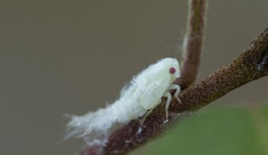 Nowy inwazyjny gatunek owada atakuje polskie rośliny. Tak go rozpoznasz