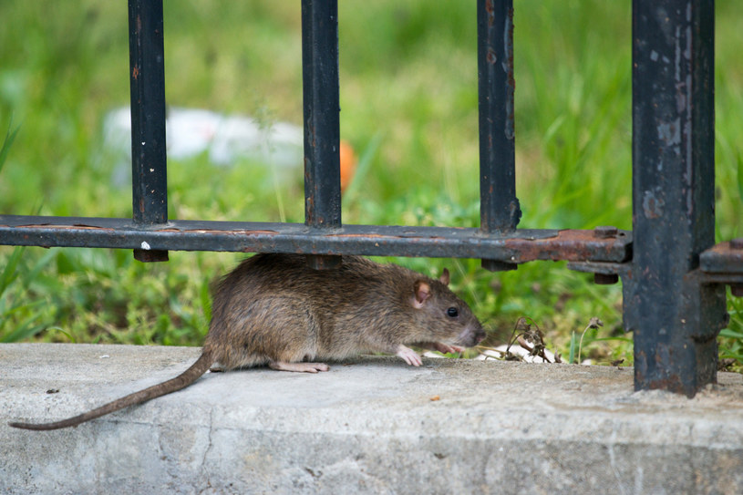 Nowy Jork chce zatrudnić miejskiego szczurołapa. Miasto oferuje pensję w wysokości nawet 170 tys. dolarów rocznie /New York Daily News /Getty Images