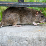 Nowy Jork chce zatrudnić szczurołapa. Pensja? 170 tys. dolarów rocznie