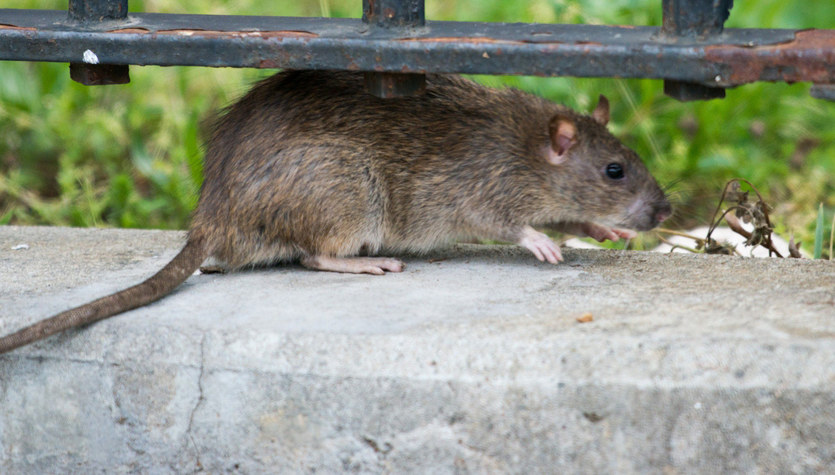 Nowy Jork chce zatrudnić szczurołapa. Pensja? 170 tys. dolarów rocznie