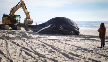 Nowy Jork. Ocean wyrzucił na plażę 10-metrowego martwego humbaka