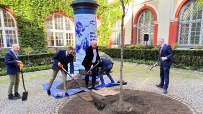 Nowy kasztanowiec na dziedzińcu Ossolineum 