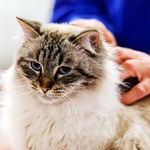 Nowy komunikat w sprawie tajemniczej choroby kotów. Oto, co potwierdziły badania 
