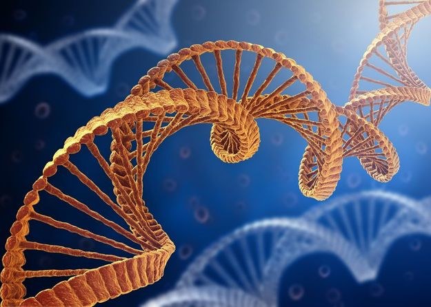 Nowy lek częściowo "naprawia" wadliwe geny, blokujące produkcje dystrofiny - białka, którego brak powoduje dystrofię mięśniową. /123RF/PICSEL