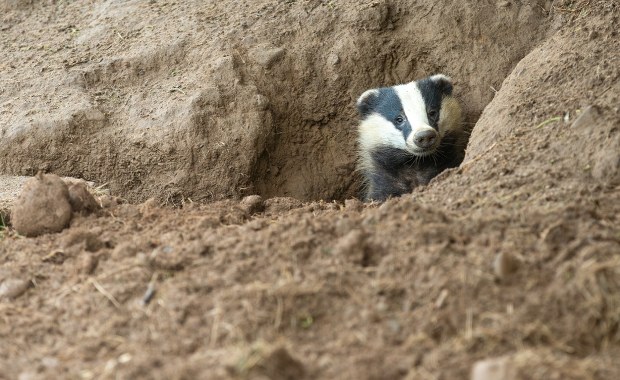 Nowy lokator w Łazienkach Królewskich. Apel o ciszę i spokój