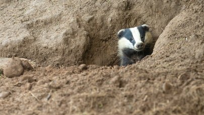 Nowy lokator w Łazienkach Królewskich. Apel o ciszę i spokój