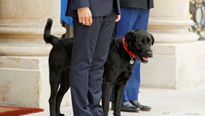 Nowy lokator w Pałacu Elizejskim. Macron przygarnął 2-letniego Nemo 