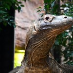 Nowy lokator w poznańskim zoo. Waży blisko 100 kg