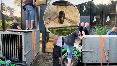 Nowy mieszkaniec krakowskiego zoo już jest sensacją. "Mega niespodzianka"