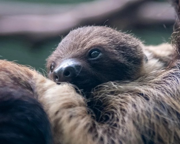 Nowy mieszkaniec łódzkiego zoo /Urząd Miasta Łódź/lodz.pl /Materiały prasowe