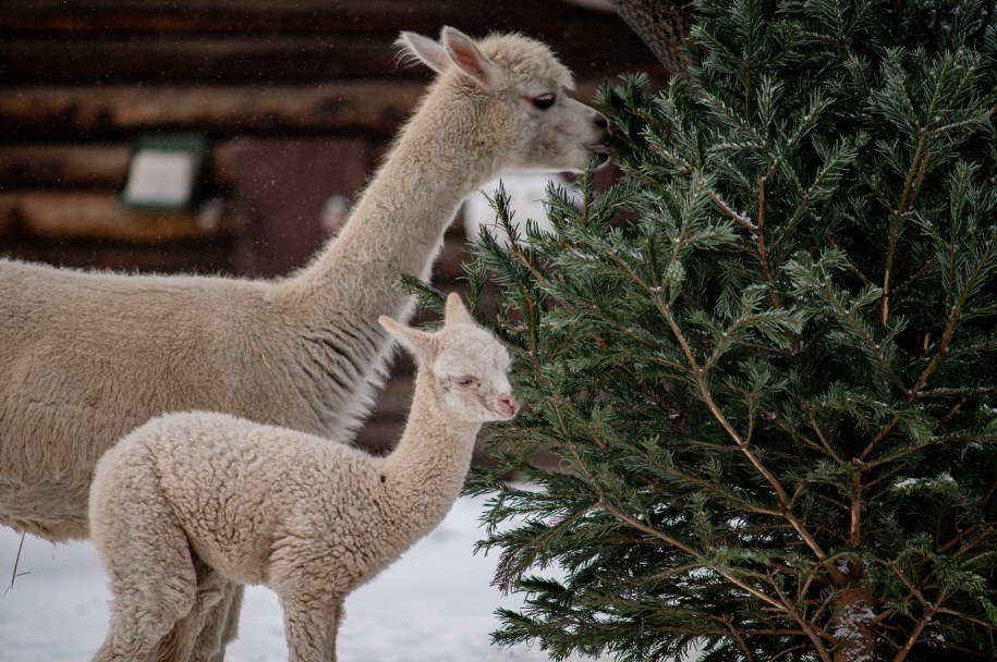Nowy mieszkaniec warszawskiego zoo nie ma jeszcze imienia /Iwona Stepajtis /Materiały prasowe