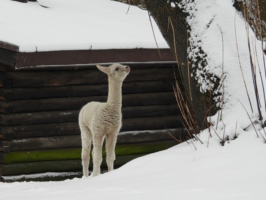 Nowy mieszkaniec warszawskiego zoo /Ewa Jakowlew /Materiały prasowe