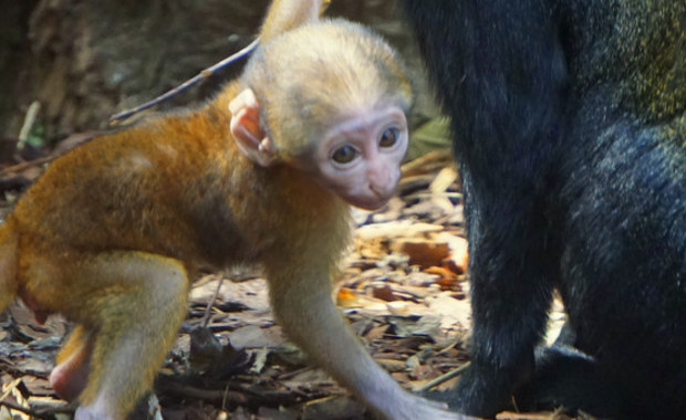 Nowy mieszkaniec wrocławskiego zoo. Poznajcie koczkodana górskiego