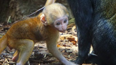 Nowy mieszkaniec wrocławskiego zoo. Poznajcie koczkodana górskiego