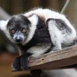 Film (2005)[Madagascar] Reż.Eric Darnell