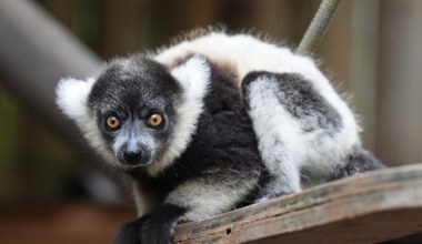 Nowy mieszkaniec zoo kradnie show. Gdy urośnie, będzie olbrzymem