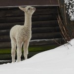 Nowy mieszkaniec zoo nie ma jeszcze imienia. Zgłoś swoją propozycję