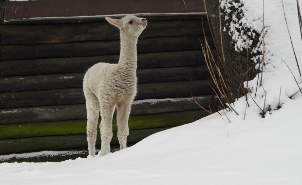 Nowy mieszkaniec zoo nie ma jeszcze imienia. Zgłoś swoją propozycję