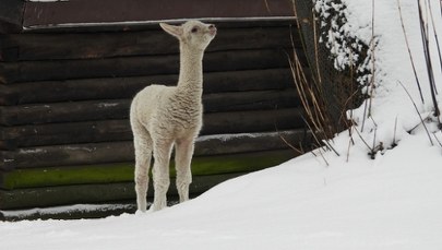 Nowy mieszkaniec zoo nie ma jeszcze imienia. Zgłoś swoją propozycję