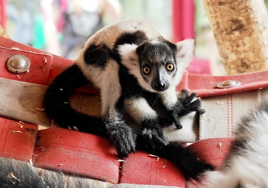 Nowy mieszkaniec zoo w Chorzowie. Maleńki lemur wari dostał imię Rapid /Śląski Ogród Zoologiczny /
