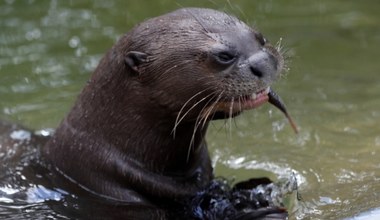 Nowy mieszkaniec zoo w Łodzi